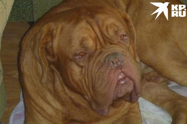 &laquo;Вдруг его гладит кто-то другой&raquo;: на судью возбудили уголовное дело за поиски любимого пса - чемпиона России