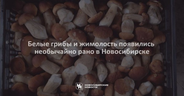 Белые грибы и жимолость появились необычайно рано в Новосибирске Белые грибы и жимолость появились необычайно рано в Новосибирске