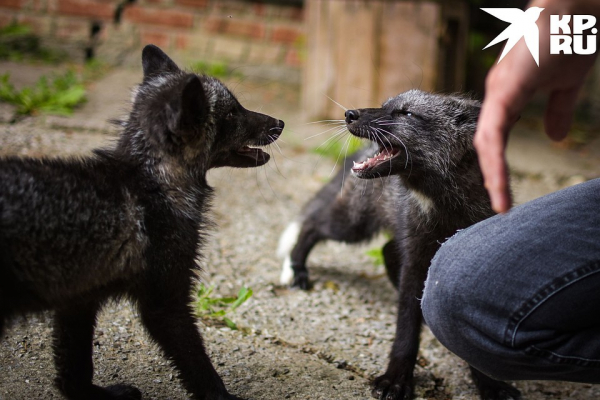 «Любят сыр и человека»: как живёт единственная в России звероферма, где разводят домашних лисиц «Любят сыр и человека»: как живёт единственная в России звероферма, где разводят домашних лисиц