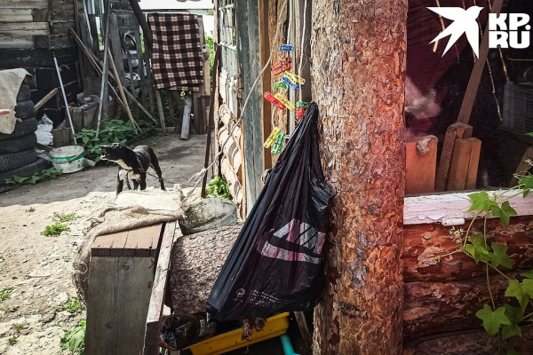 «Не украла, а нашла»: сибирячку обвиняют в похищении котов