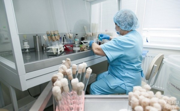 Опасный хантавирус бурозубки приближается к Новосибирску Опасный хантавирус бурозубки приближается к Новосибирску