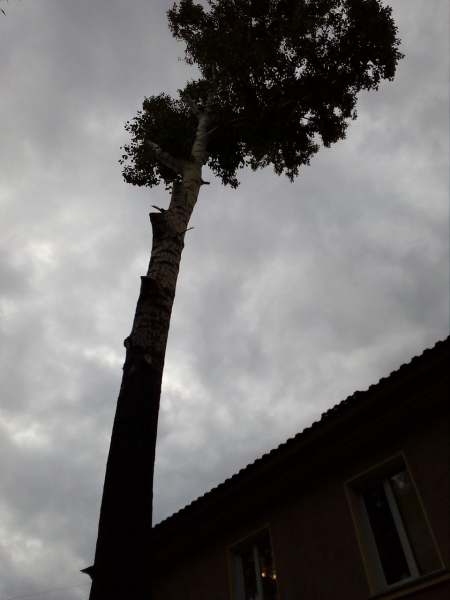 «Упала ветка, убила дочку»: мама погибшей сибирячки полгода судится с коммунальщиками, проводившими обрезку деревьев «Упала ветка, убила дочку»: мама погибшей сибирячки полгода судится с коммунальщиками, проводившими обрезку деревьев