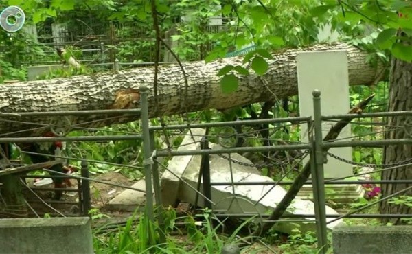 Могилы завалило деревьями на Заельцовском кладбище Могилы завалило деревьями на Заельцовском кладбище