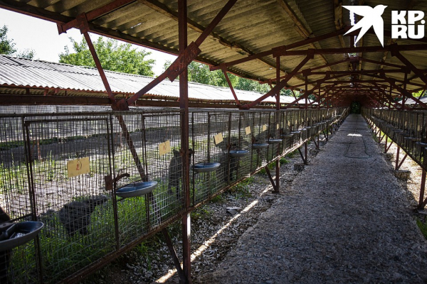 «Любят сыр и человека»: как живёт единственная в России звероферма, где разводят домашних лисиц «Любят сыр и человека»: как живёт единственная в России звероферма, где разводят домашних лисиц