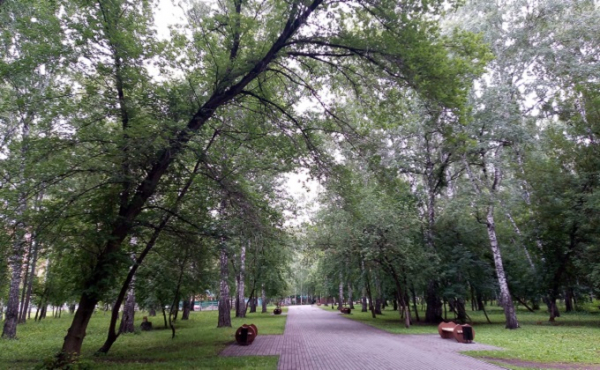 200 столетних берез спилят в &laquo;Березовой роще&raquo;