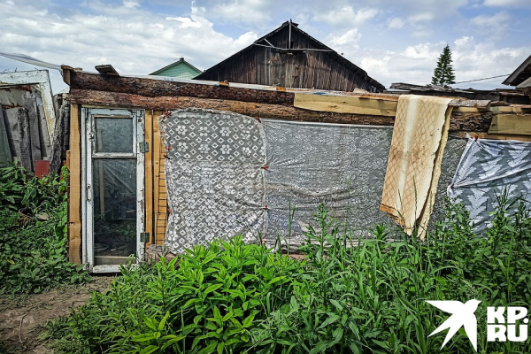 «Не украла, а нашла»: сибирячку обвиняют в похищении котов