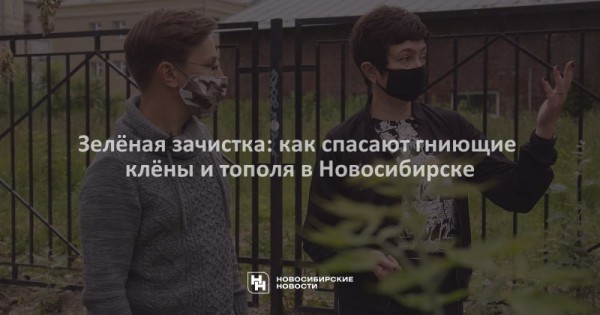 Зелёная зачистка: как спасают гниющие клёны и тополя в Новосибирске Зелёная зачистка: как спасают гниющие клёны и тополя в Новосибирске