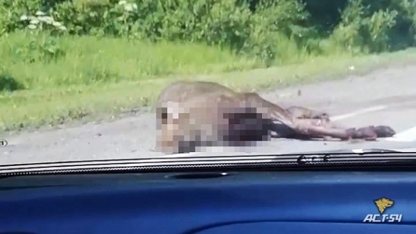 Водитель насмерть сбил лося в Новосибирской области Водитель насмерть сбил лося в Новосибирской области