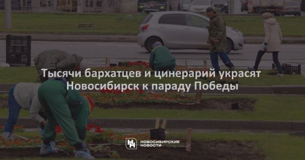Тысячи бархатцев и цинерарий украсят Новосибирск к параду Победы Тысячи бархатцев и цинерарий украсят Новосибирск к параду Победы