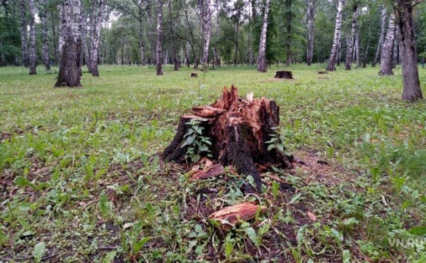 200 столетних берез спилят в &laquo;Березовой роще&raquo;