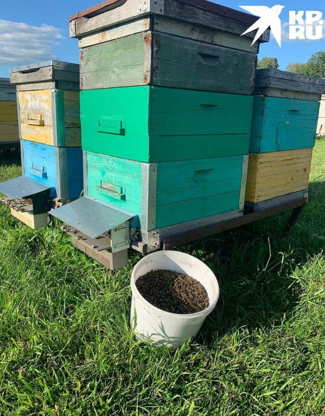 &laquo;Выносим их ведрами&raquo;: у загадочной массовой гибели пчел под Новосибирском нашлось объяснение