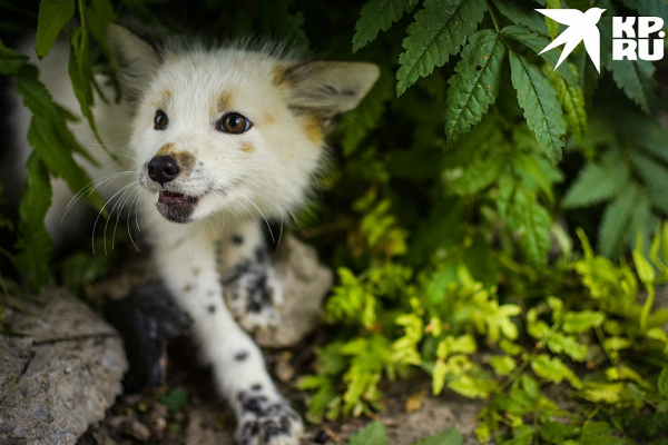 «Любят сыр и человека»: как живёт единственная в России звероферма, где разводят домашних лисиц «Любят сыр и человека»: как живёт единственная в России звероферма, где разводят домашних лисиц