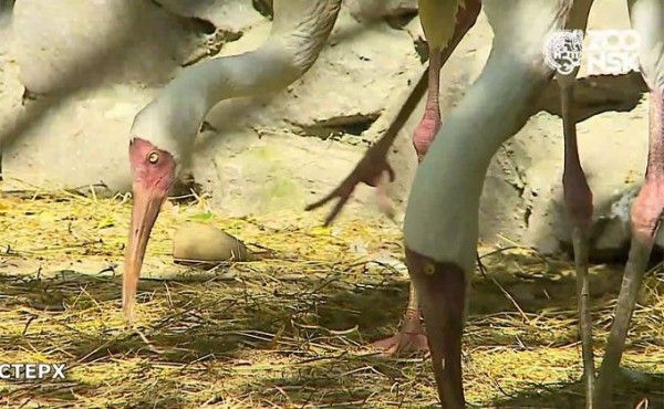 Стерхи Паша и Стеша полюбили друг друга спустя 20 лет знакомства