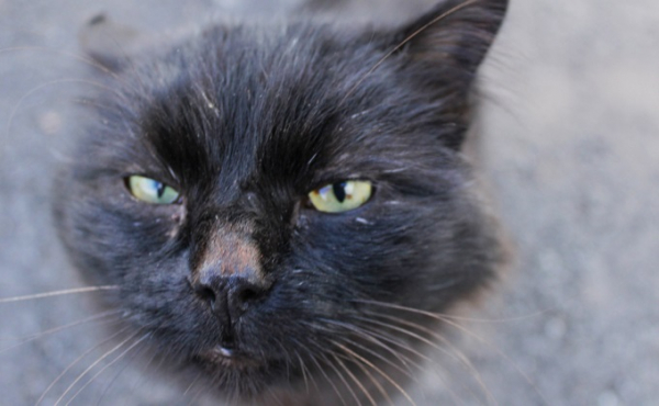 Где взять кота в Новосибирске: докажи, что достоин пушистика