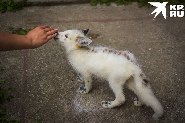 «Любят сыр и человека»: как живёт единственная в России звероферма, где разводят домашних лисиц «Любят сыр и человека»: как живёт единственная в России звероферма, где разводят домашних лисиц
