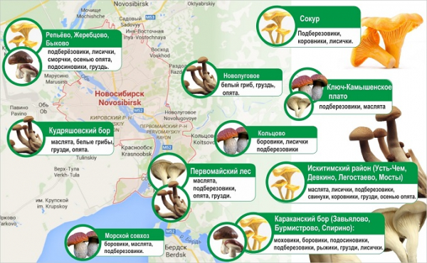 Карта грибных мест Новосибирской области 2020