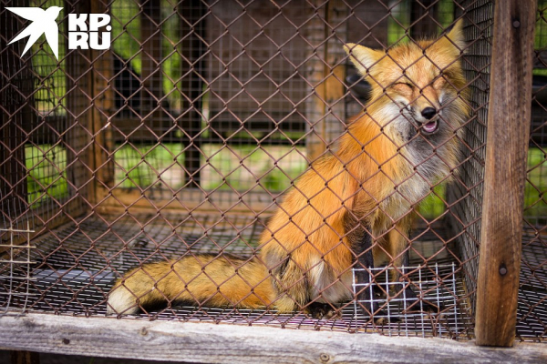 «Любят сыр и человека»: как живёт единственная в России звероферма, где разводят домашних лисиц «Любят сыр и человека»: как живёт единственная в России звероферма, где разводят домашних лисиц