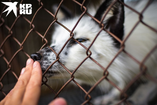 «Любят сыр и человека»: как живёт единственная в России звероферма, где разводят домашних лисиц «Любят сыр и человека»: как живёт единственная в России звероферма, где разводят домашних лисиц