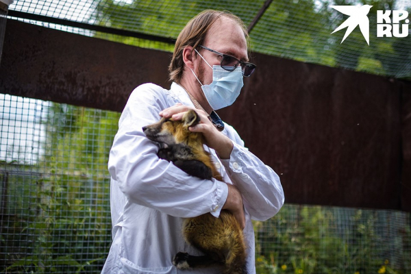 «Любят сыр и человека»: как живёт единственная в России звероферма, где разводят домашних лисиц «Любят сыр и человека»: как живёт единственная в России звероферма, где разводят домашних лисиц