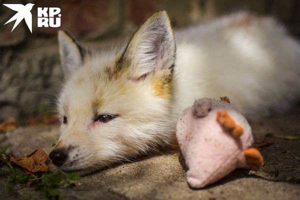 «Любят сыр и человека»: как живёт единственная в России звероферма, где разводят домашних лисиц «Любят сыр и человека»: как живёт единственная в России звероферма, где разводят домашних лисиц