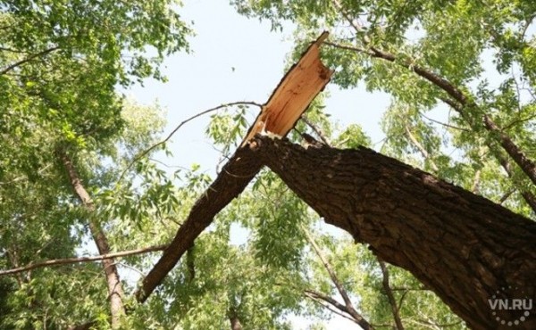 Шквалистый ветер валит деревья в Новосибирске