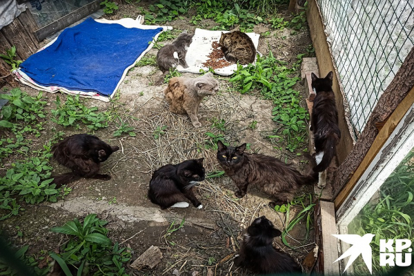 «Не украла, а нашла»: сибирячку обвиняют в похищении котов