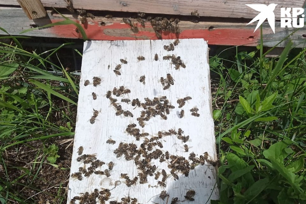 &laquo;Выносим их ведрами&raquo;: у загадочной массовой гибели пчел под Новосибирском нашлось объяснение