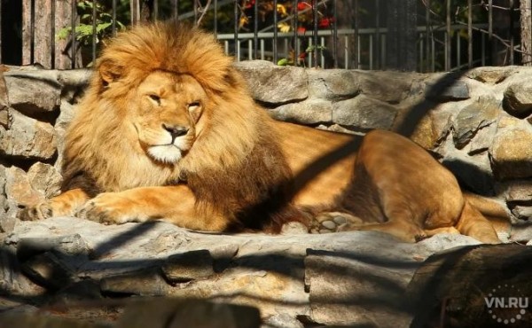 В масках и без еды &ndash; как будет работать Новосибирский зоопарк с 24 июня