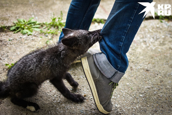 «Любят сыр и человека»: как живёт единственная в России звероферма, где разводят домашних лисиц «Любят сыр и человека»: как живёт единственная в России звероферма, где разводят домашних лисиц