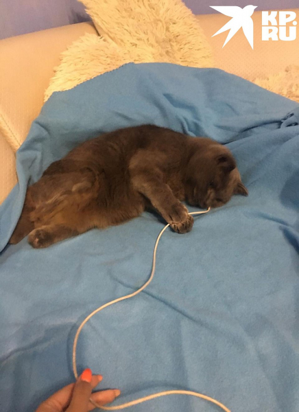 &laquo;Вот это гонщик!&raquo;: новосибирские врачи поставили протез коту, попавшему под трамвай, а он умудрился износить его за полгода