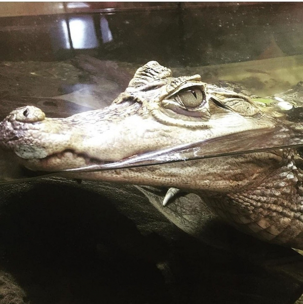 &laquo;Он сначала маленький был, не больше полуметра&raquo;: сибиряки продают крокодила