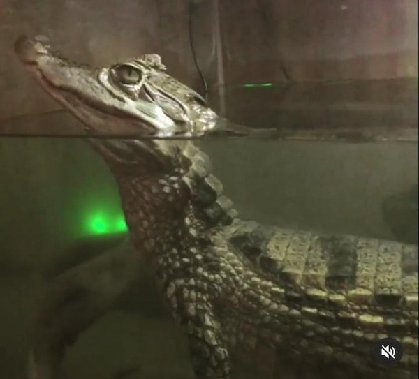 &laquo;Он сначала маленький был, не больше полуметра&raquo;: сибиряки продают крокодила