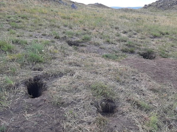 Перезимовали и спаслись от лисы: ученые заселили Байкал исчезающими мышками-полевками, выведенными в Новосибирске