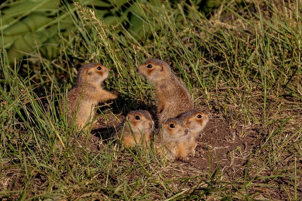 Вирусолог рассказал, стоит ли новосибирцам бояться вспышки бубонной чумы, которая уже подобралась к Алтаю