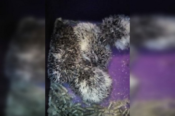 «К нам домой ходят, как в зоопарк»: папа с дочкой завели в квартире семью карликовых ежей «К нам домой ходят, как в зоопарк»: папа с дочкой завели в квартире семью карликовых ежей