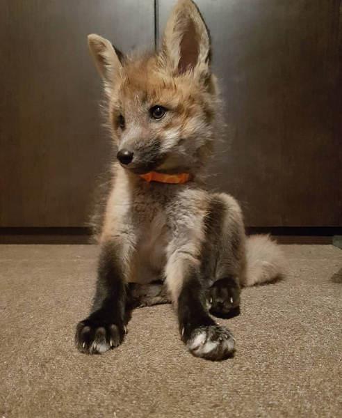 Не отдам на шапку! Сибирячка спасла лисенка со зверофермы, теперь он живет с ней, собакой и котом