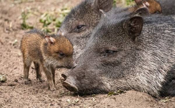 О маленьких пекари заботится вся семья в Новосибирске