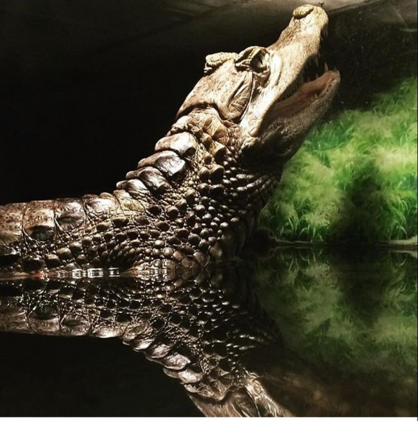 &laquo;Он сначала маленький был, не больше полуметра&raquo;: сибиряки продают крокодила