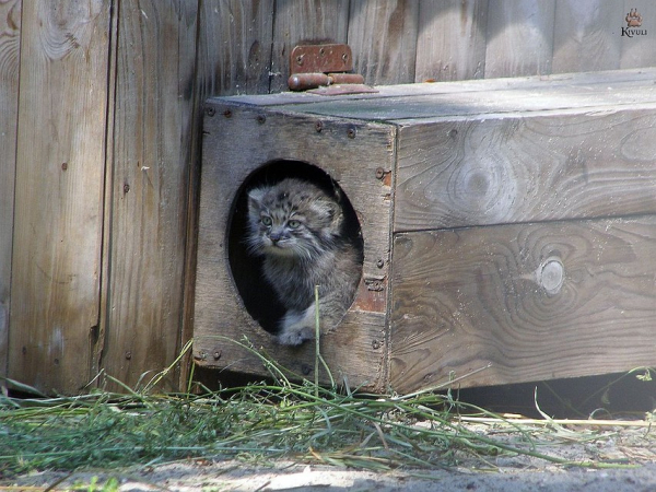 Самоизоляция помогла: у манула в Новосибирском зоопарке родились сразу восемь котят
