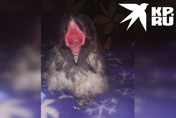 &laquo;Требует внимания и мяса&raquo;: в приюте для кошек нянчат трехмесячного вороненка