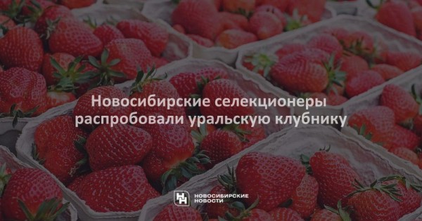 Новосибирские селекционеры распробовали уральскую клубнику Новосибирские селекционеры распробовали уральскую клубнику