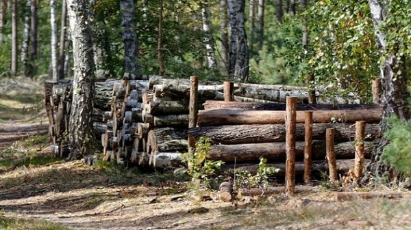 В Новосибирской области возбудили дело о незаконной рубке леса 