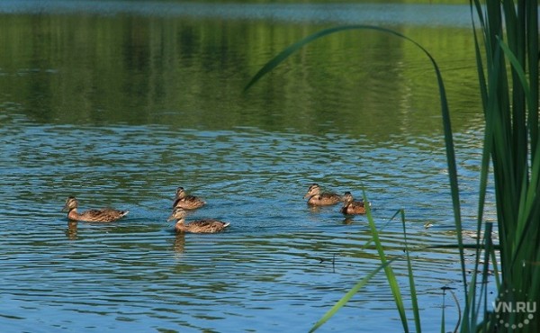 Потоп отменяется - уточненный прогноз погоды на август-2020 в Новосибирске Потоп отменяется - уточненный прогноз погоды на август-2020 в Новосибирске