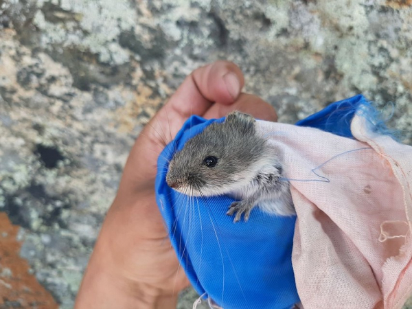 Перезимовали и спаслись от лисы: ученые заселили Байкал исчезающими мышками-полевками, выведенными в Новосибирске