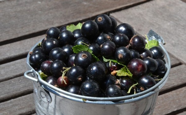 Рецепты варенья и желе из черной смородины от опытных хозяек