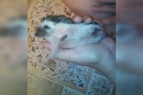 «К нам домой ходят, как в зоопарк»: папа с дочкой завели в квартире семью карликовых ежей «К нам домой ходят, как в зоопарк»: папа с дочкой завели в квартире семью карликовых ежей