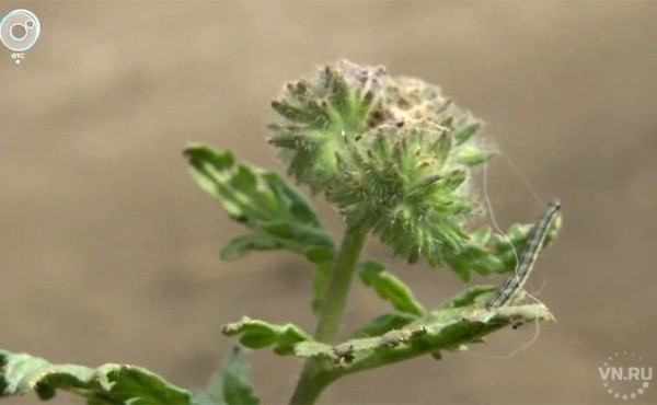 Нашествие гусениц напугало жителей Краснообска