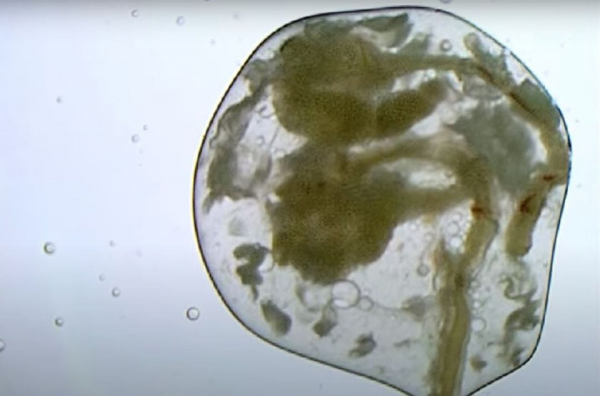 Новосибирские ученые показали журналистам потомство трансгенных мышей Новосибирские ученые показали журналистам потомство трансгенных мышей