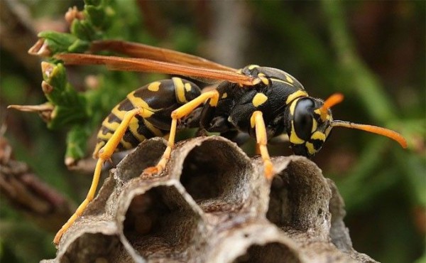 Об опасной активизации ос предупредили спасатели Об опасной активизации ос предупредили спасатели