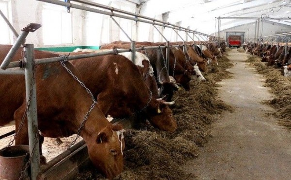 Молоко высшей пробы